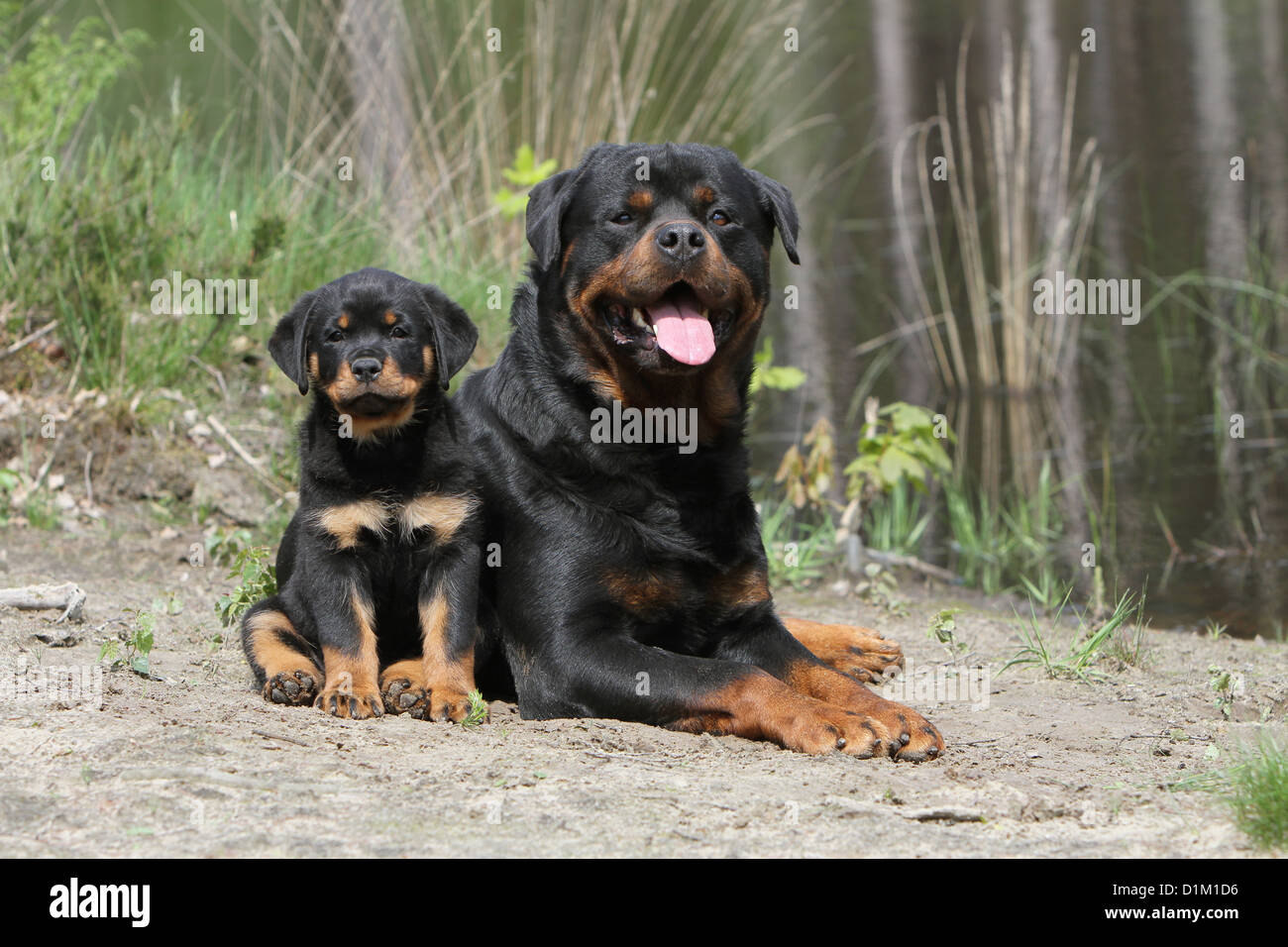 Dog Rottweiler adult and puppy Stock Photo - Alamy