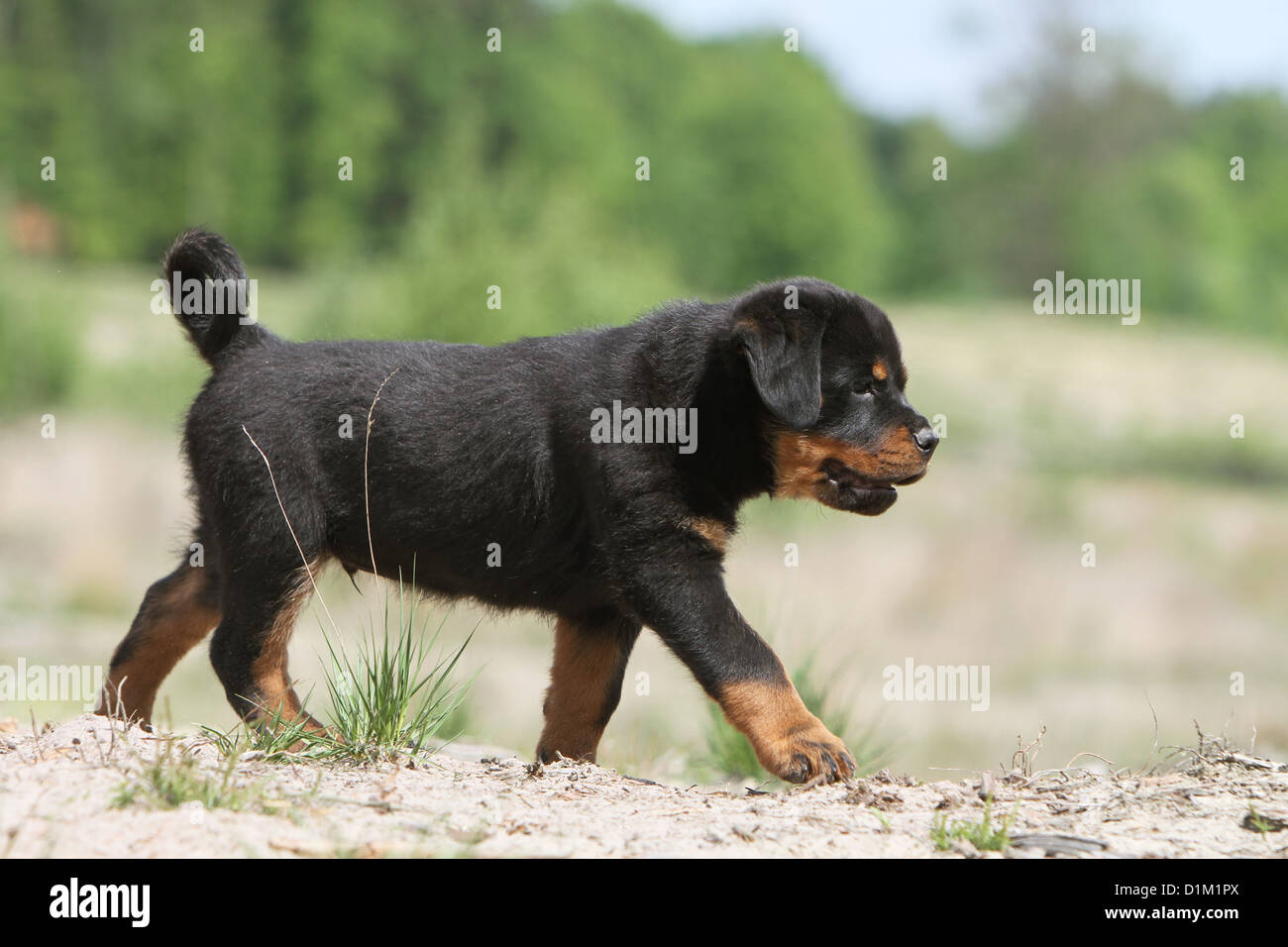 Dog Rottweiler puppy walking Stock Photo Alamy