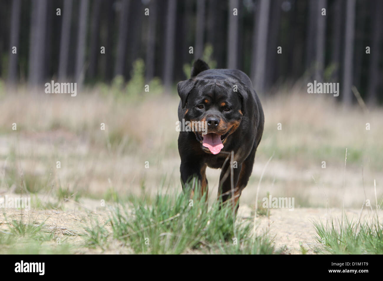 Rottweiler hi-res stock photography and images - Alamy