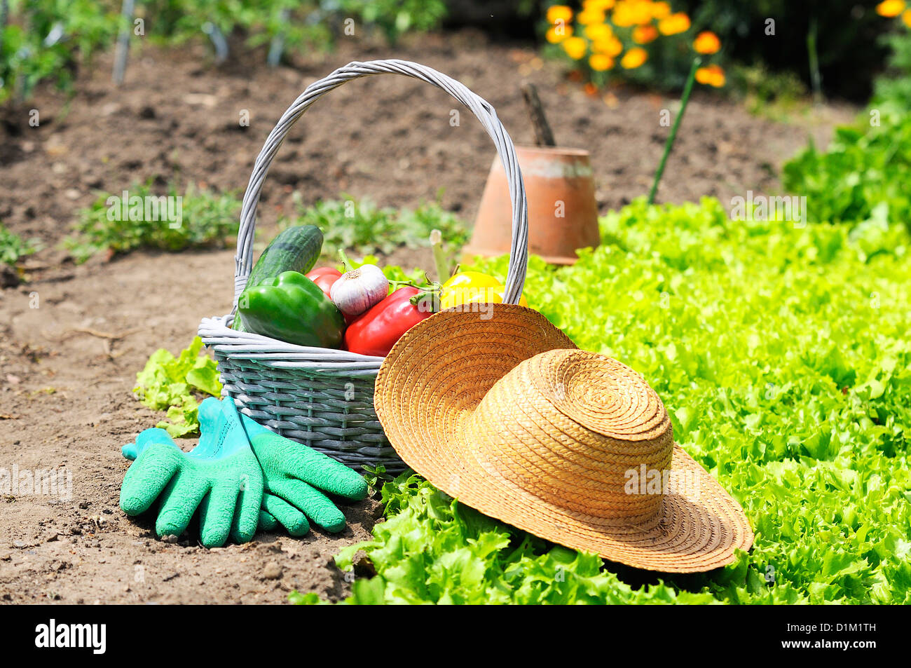 basket of vegetables freshly picked in the garden Stock Photo - Alamy
