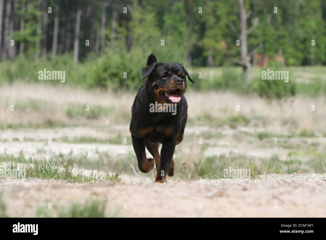 Dog Rottweiler adult running Stock Photo Alamy