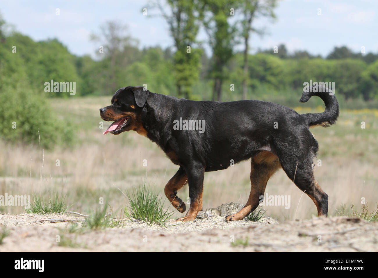 Dog Rottweiler adult walking Stock Photo Alamy