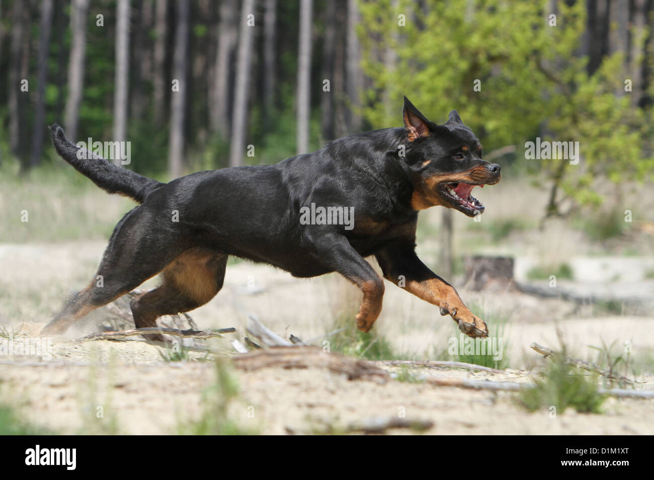 Dog Rottweiler adult running Stock Photo Alamy