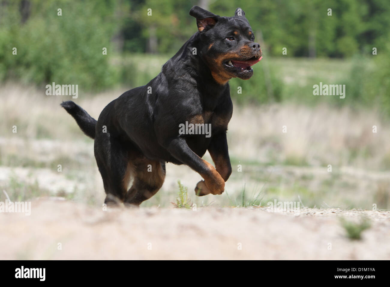Dog Rottweiler adult running Stock Photo - Alamy