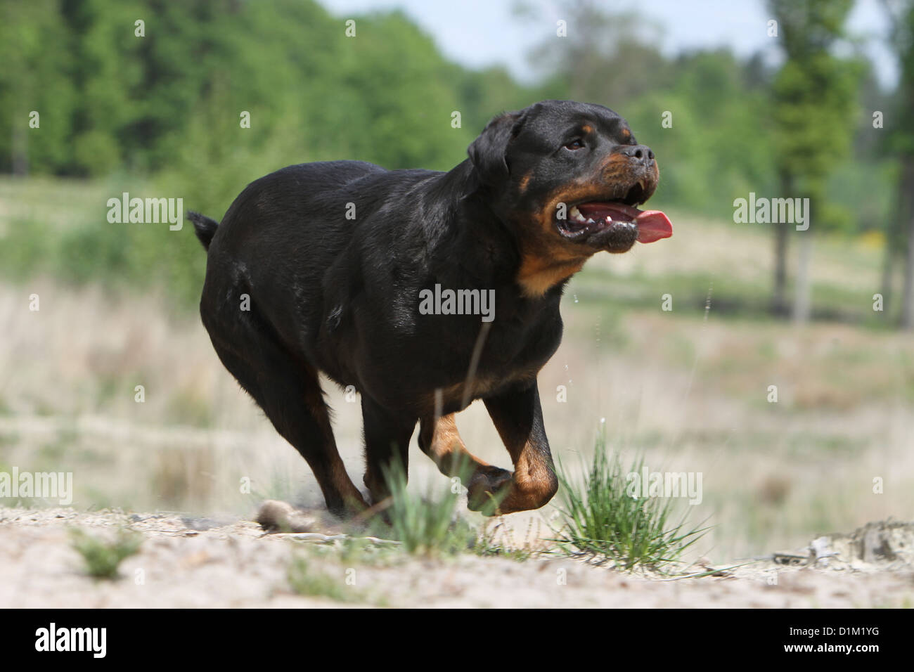 Are Rottweilers Good Jogging Dogs