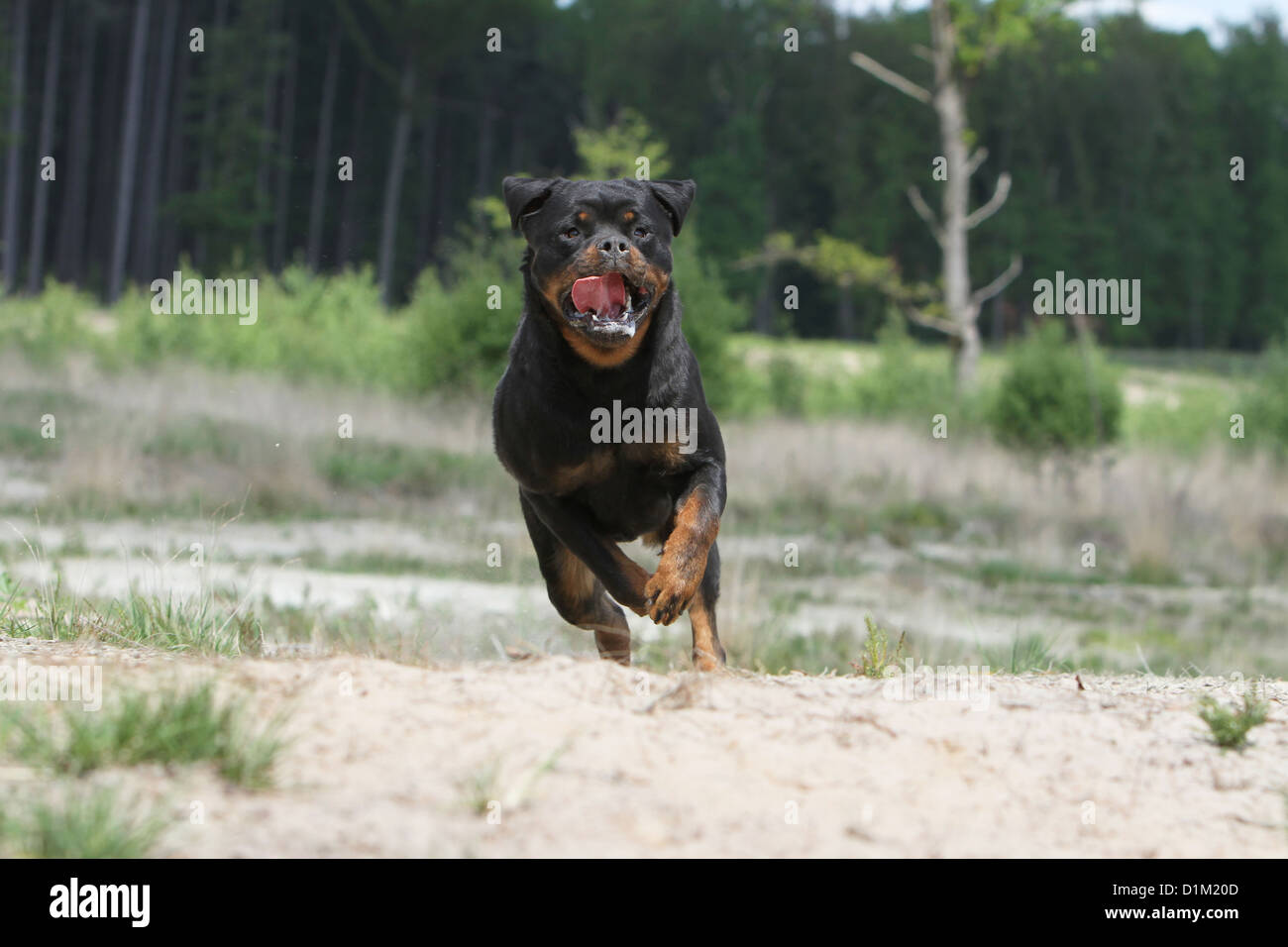 Are Rottweilers Good Jogging Dogs