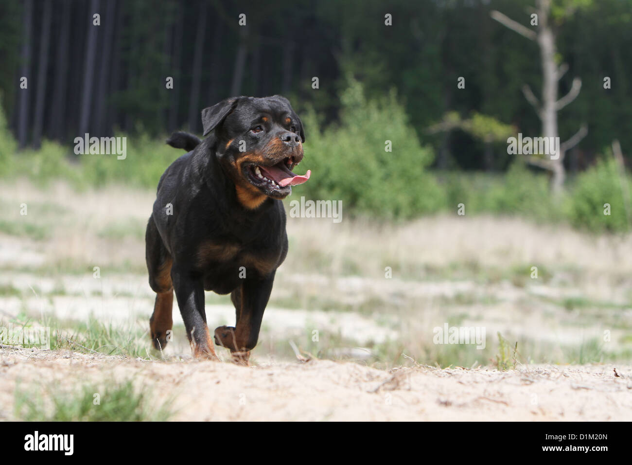 Dog Rottweiler adult running Stock Photo - Alamy