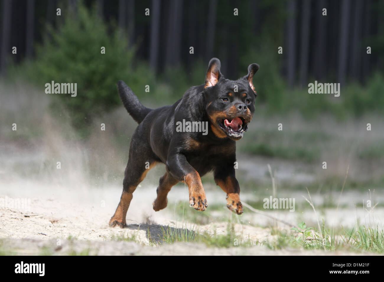 Dog Rottweiler adult running Stock Photo Alamy