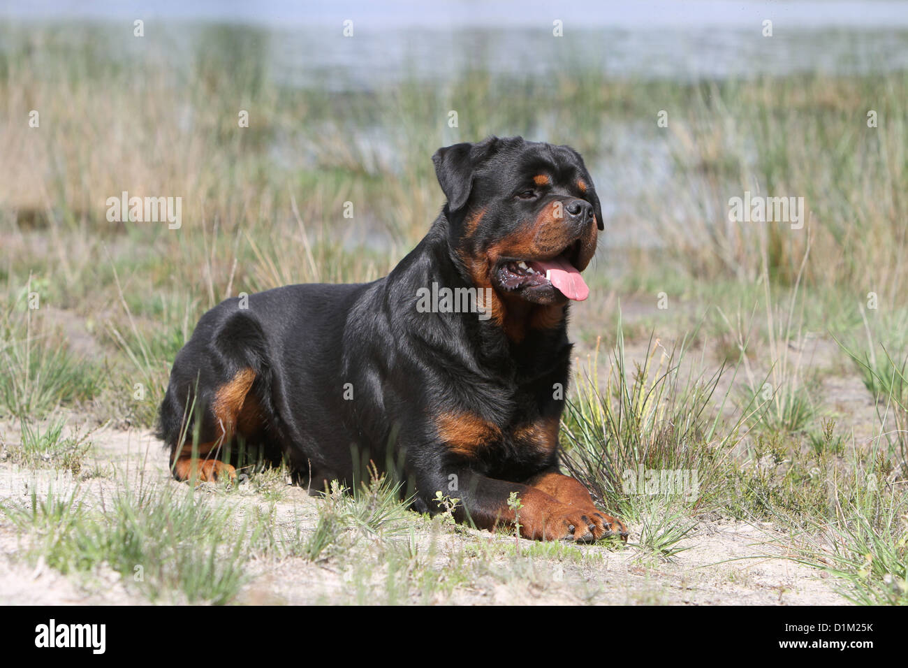 Rottweiler lying down hires stock photography and images Alamy