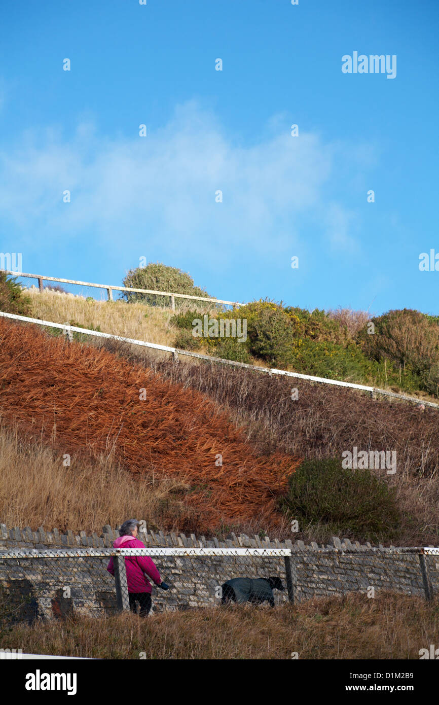 Why Does My Dog Zig Zag Behind Me at Anne Underwood blog