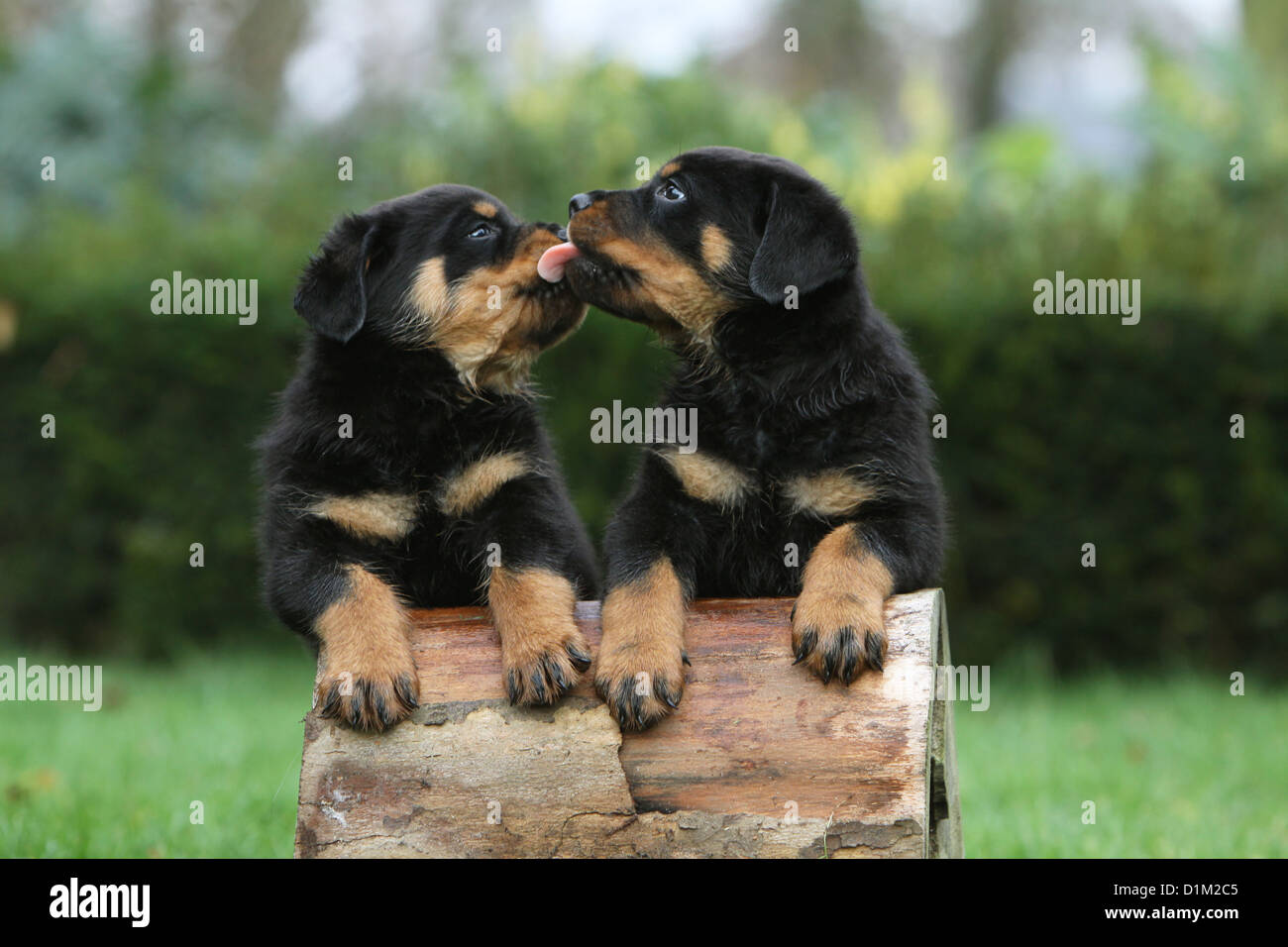 Dog two Rottweiler puppies kisses Stock Photo - Alamy