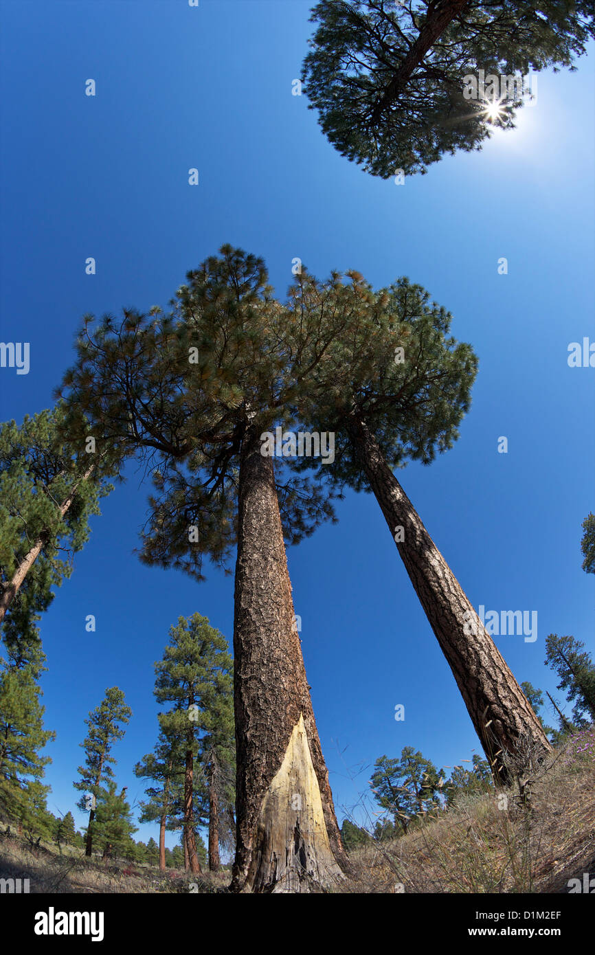 Ponderosa Pines, Pinus ponderosa, South Rim, Grand Canyon National Park, Arizona, USA Stock Photo