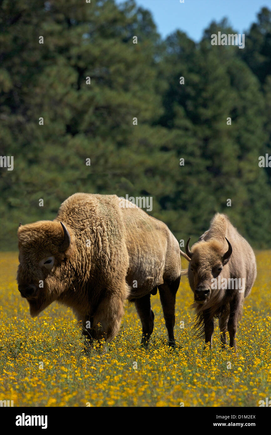 White bison or buffalo, Bearizona Wildlife Park, Williams, Arizona, USA Stock Photo