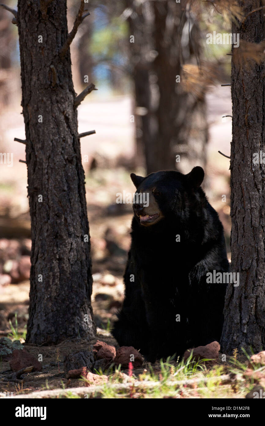 Black bear, Bearizona Wildlife Park, Williams, Arizona, USA Stock Photo