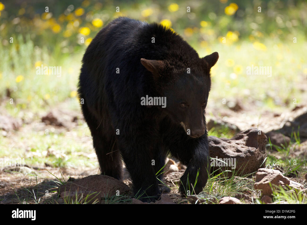 Black bear, Bearizona Wildlife Park, Williams, Arizona, USA Stock Photo