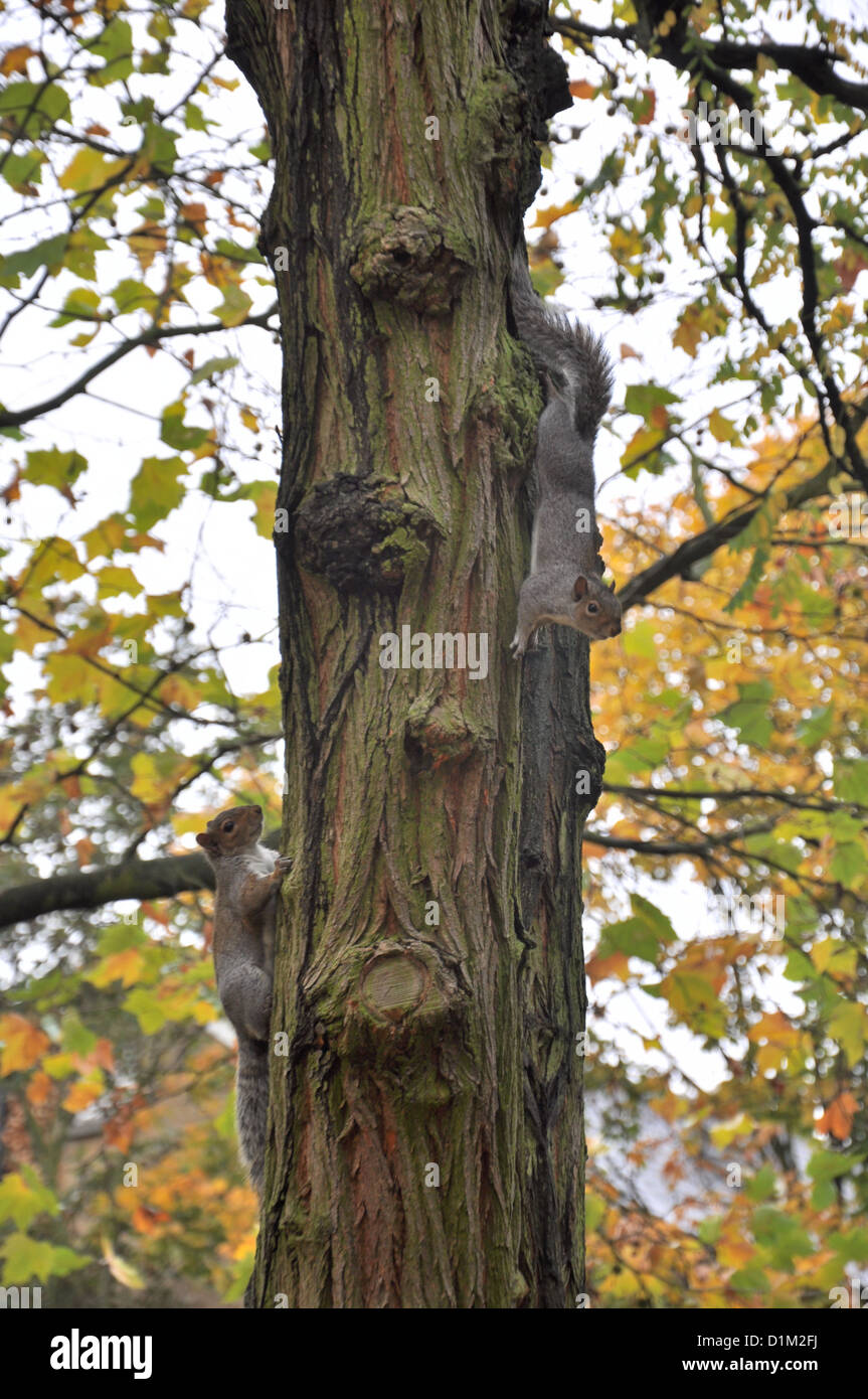 Squirrels on a tree Stock Photo