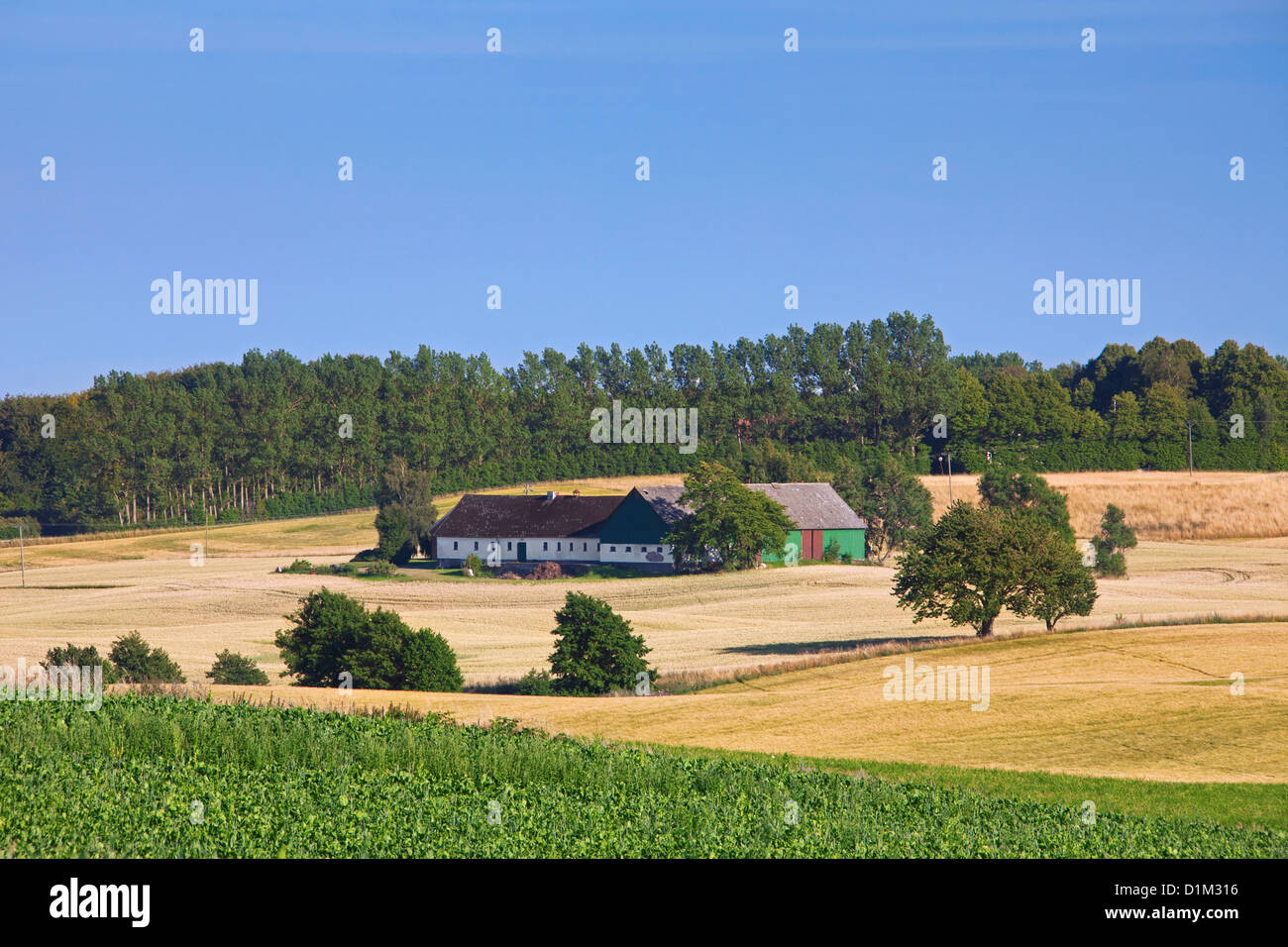 Farm in wheat field, Skåne, Sweden, Scandinavia Stock Photo