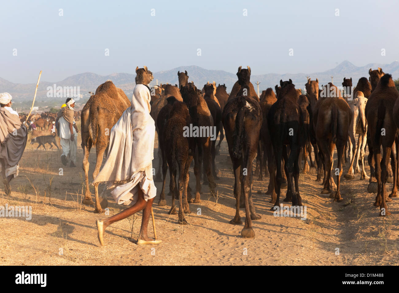 Camel traders carrying sticks  herd camels through the Thar desert at the annual camel fair in Pushkar India Asia Stock Photo