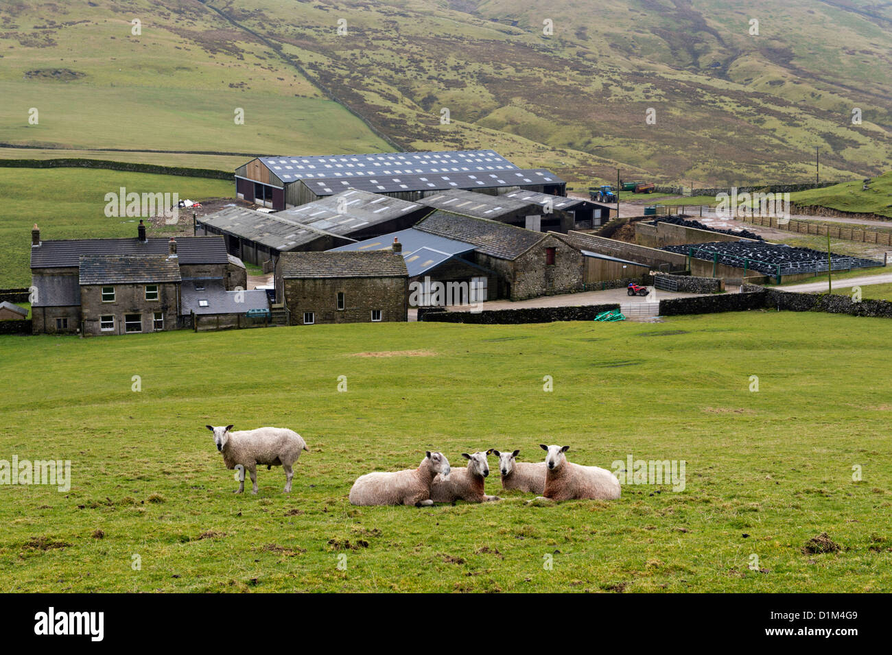 View of sheep at Stockdale Farm, a Dales livestock farm, near Settle