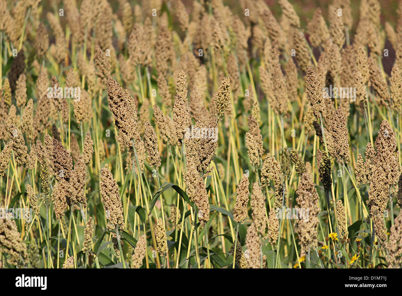 Hybrid Jowar, Indian food crop, Maharashtra, India Stock Photo Alamy