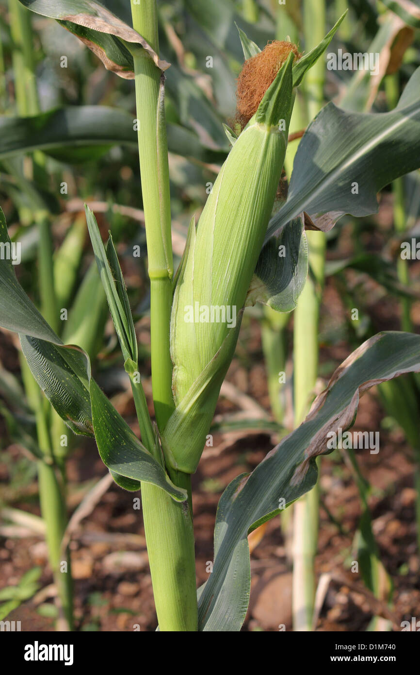 Sweet corn (Zea mays L. var. rugosa) plant , Maharashtra  India Stock Photo