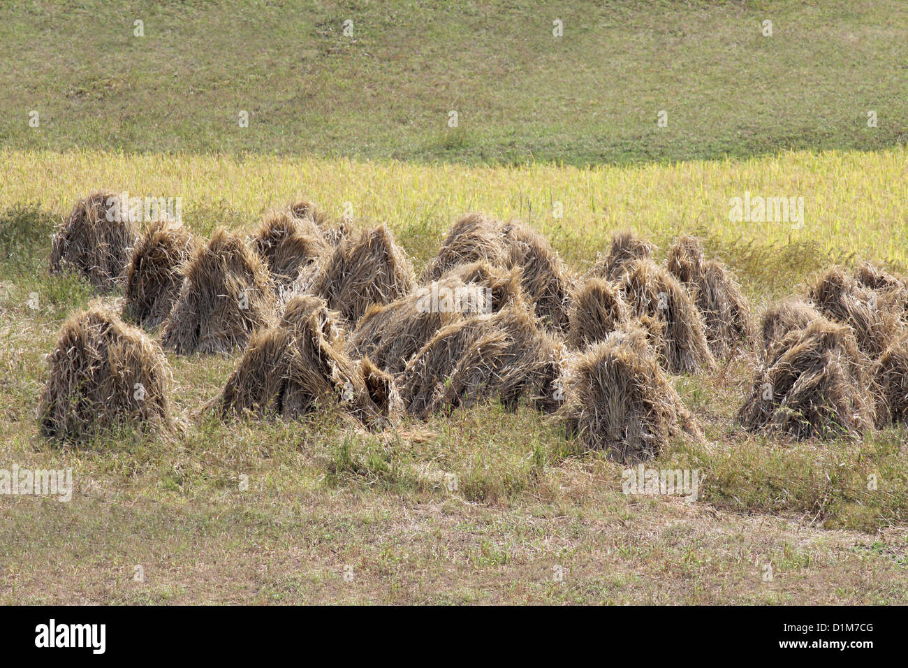 Straw bale rice field hi-res stock photography and images - Alamy