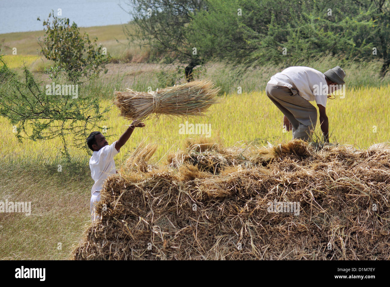 Threshed grain hires stock photography and images Alamy