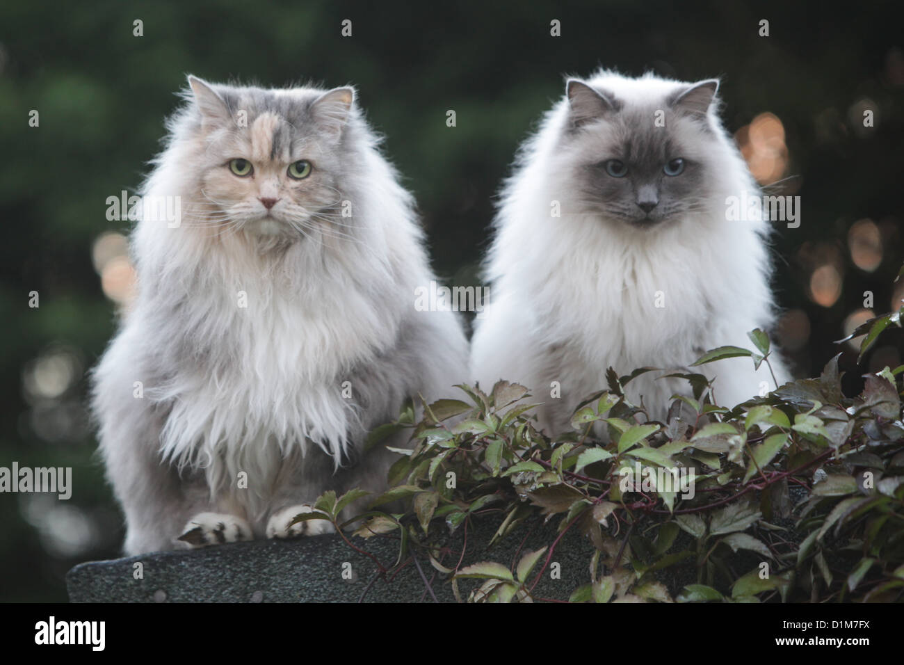 Ragdoll Cat Images Browse 14607 Stock Photos  Vectors Free Download with  Trial  Shutterstock