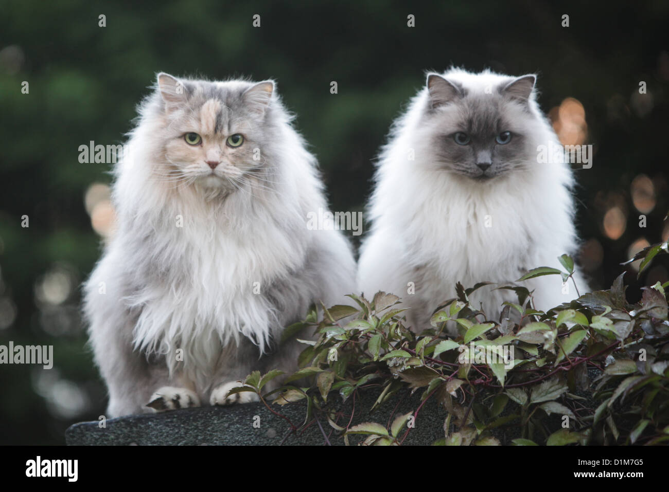 Two long hair ragdoll cats hi-res stock photography and images - Alamy