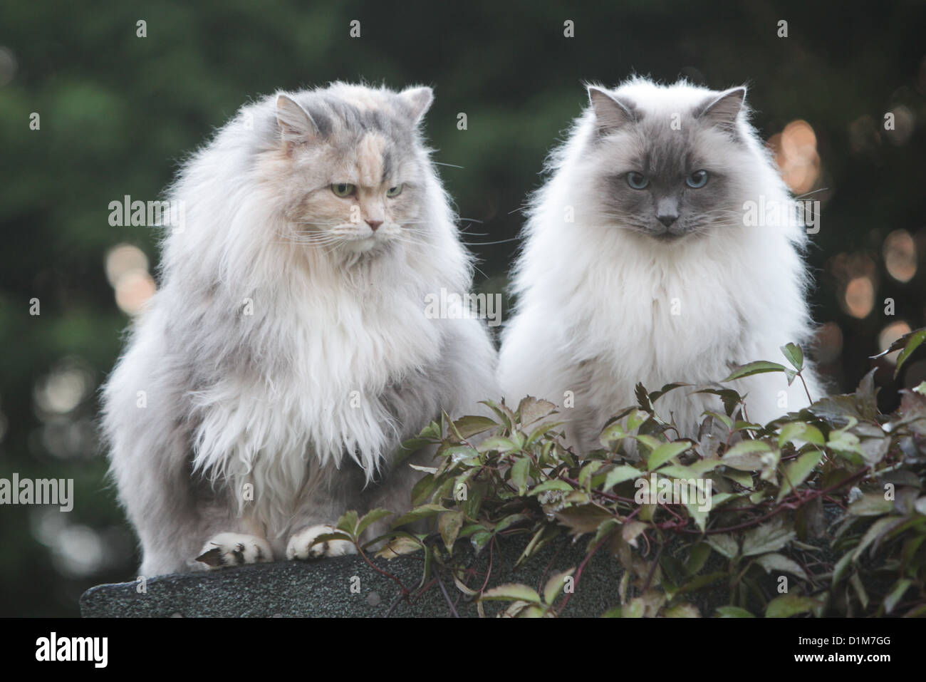 TWO LONG HAIR RAGDOLL CATS SITTING ON A SHED Stock Photo Alamy