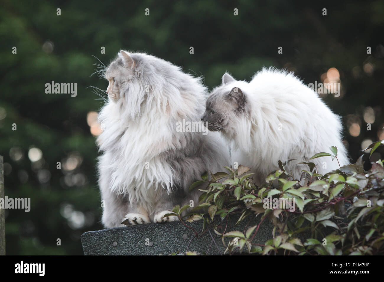 TWO LONG HAIR RAGDOLL CATS SITTING ON A SHED Stock Photo Alamy