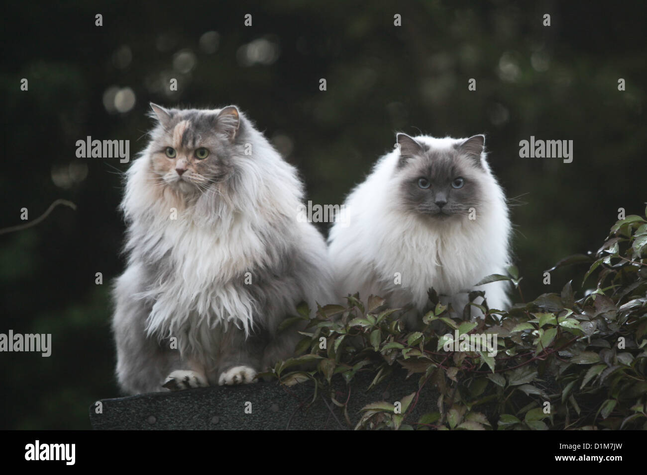 Ragdoll Cats Are the Floppiest Friendliest Felines Around  HowStuffWorks