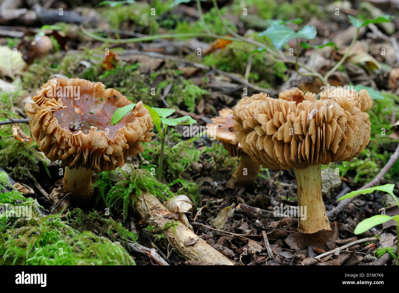Webcap fungus - Cortinarius sp Three Old specimens Stock Photo