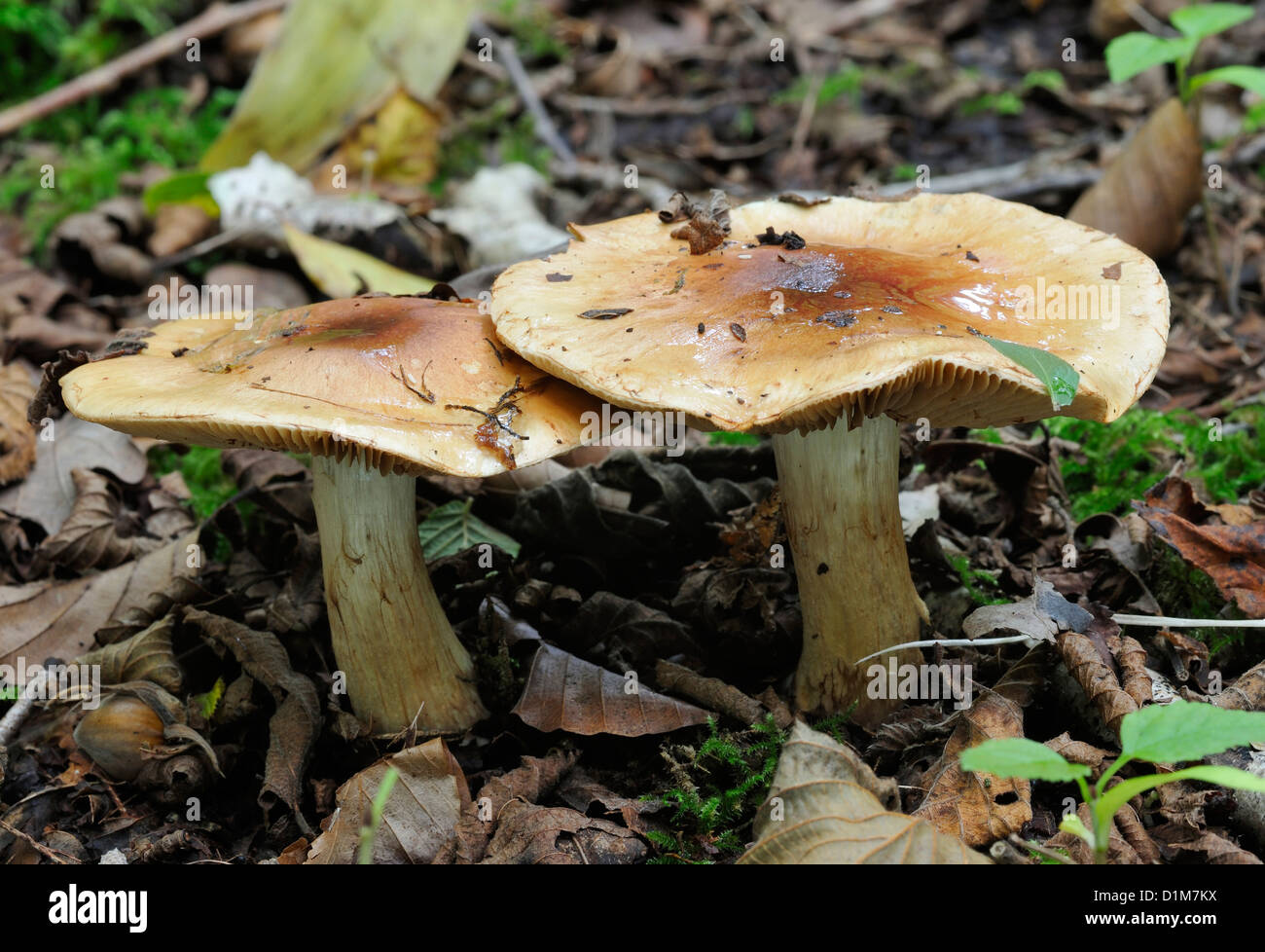 Two Webcap fungi - Cortinarius sp Stock Photo