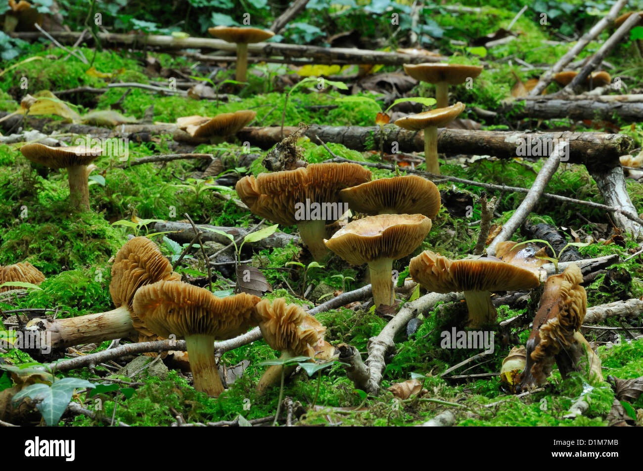Group of Webcap fungus on mossy bank - Cortinarius sp Stock Photo