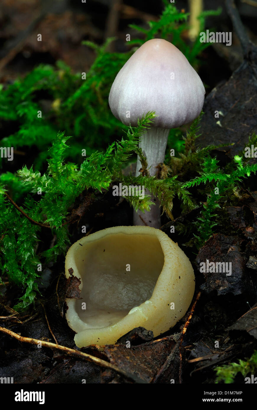 Yellowing Cup Fungus - Peziza succosa, with a young Cortinarius in the background Stock Photo