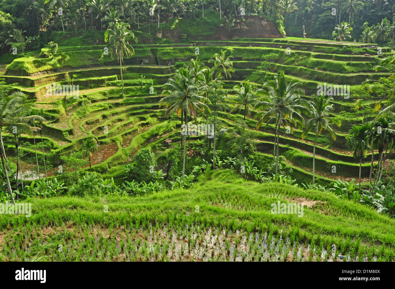 INDONESIA, Bali, Tegallalang, typical rice terrace landscape with palm trees Stock Photo