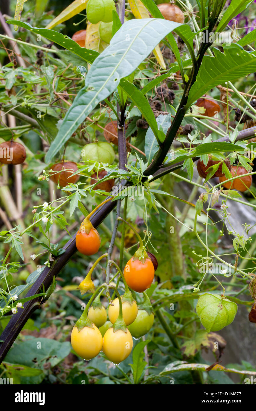 Solanum laciniatum Stock Photo