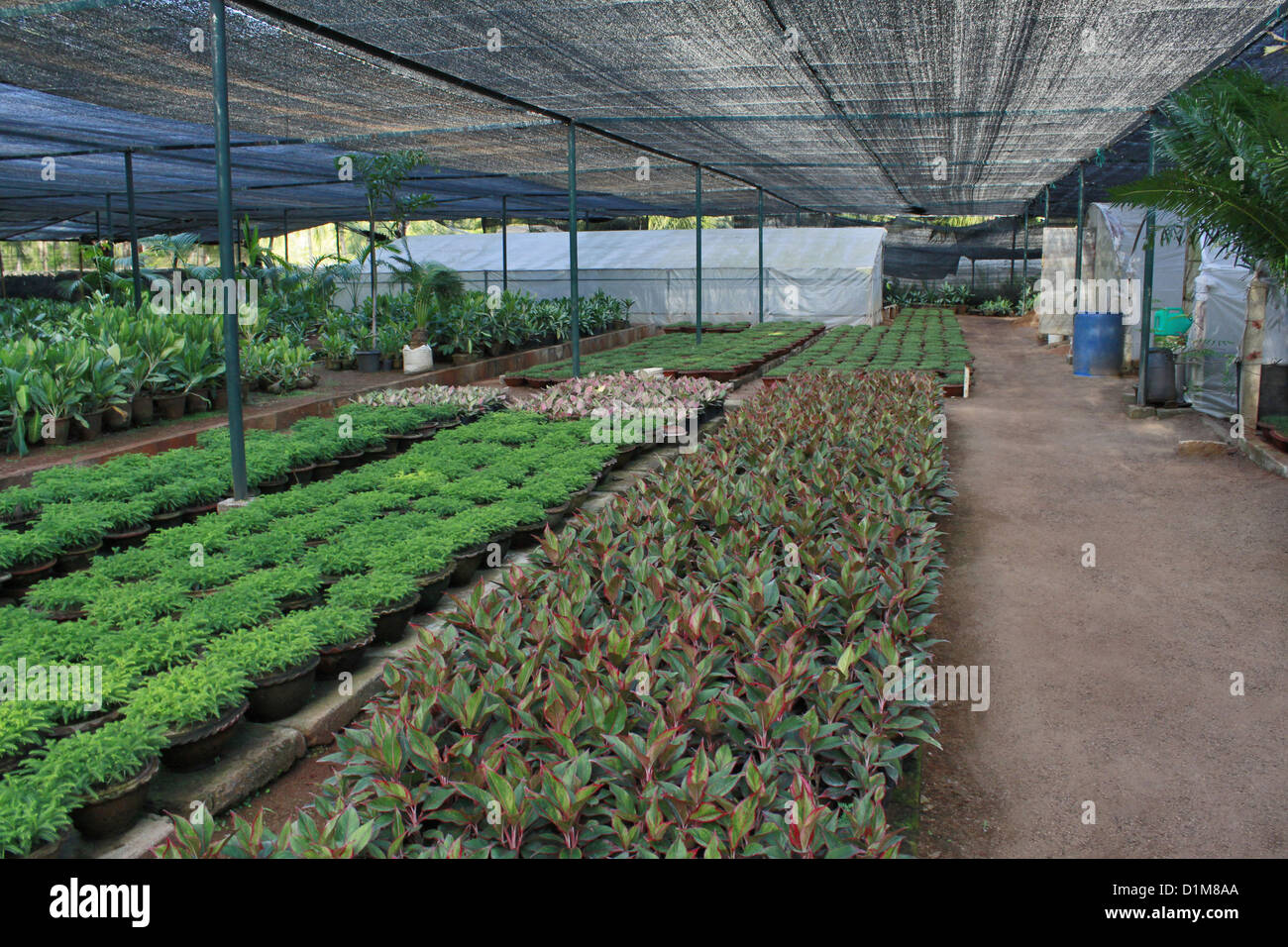 Ornamental plants nursery, Chennai, Tamil nadu Stock Photo Alamy