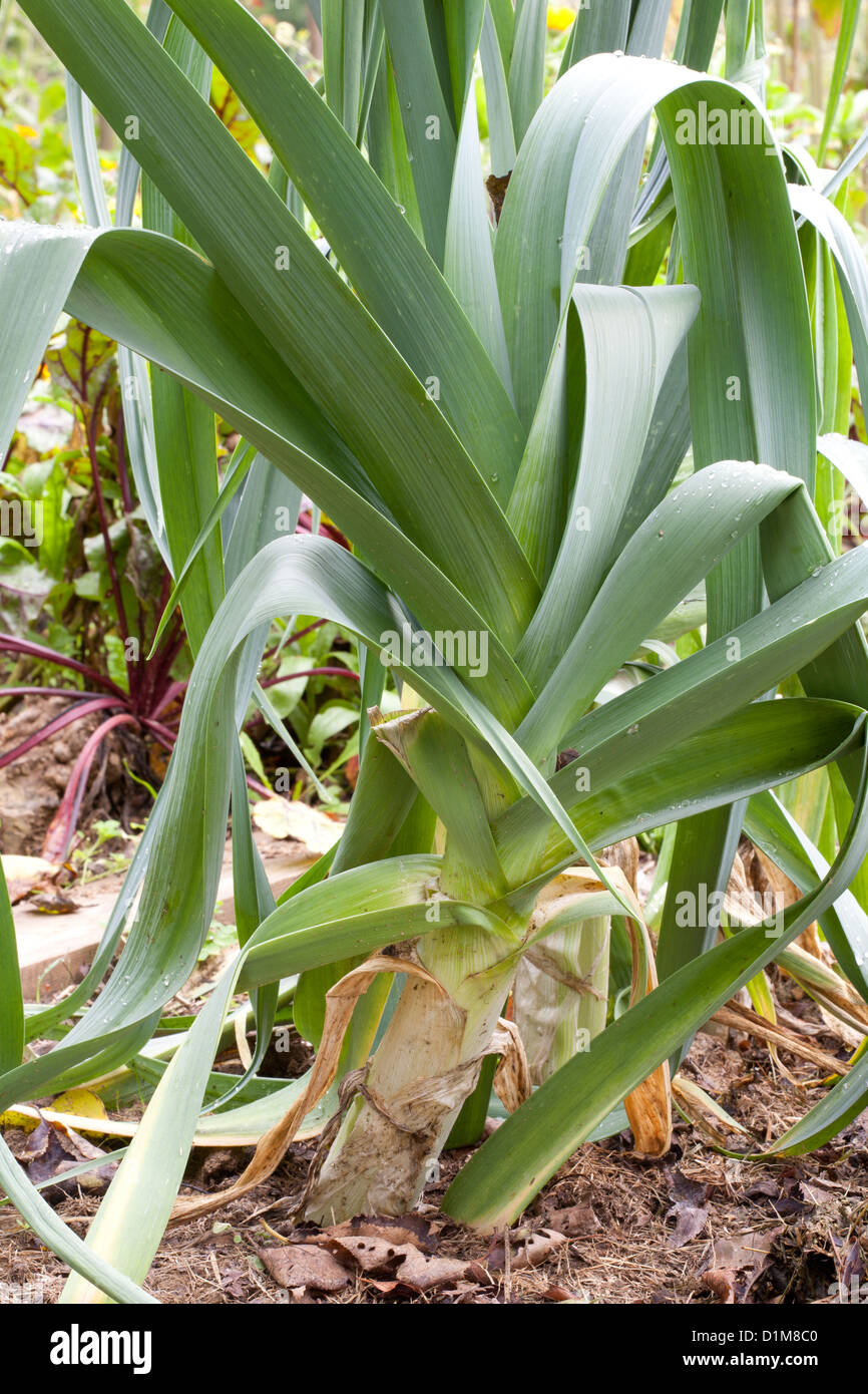 Allium ampeloprasum var porrum hi-res stock photography and images - Alamy