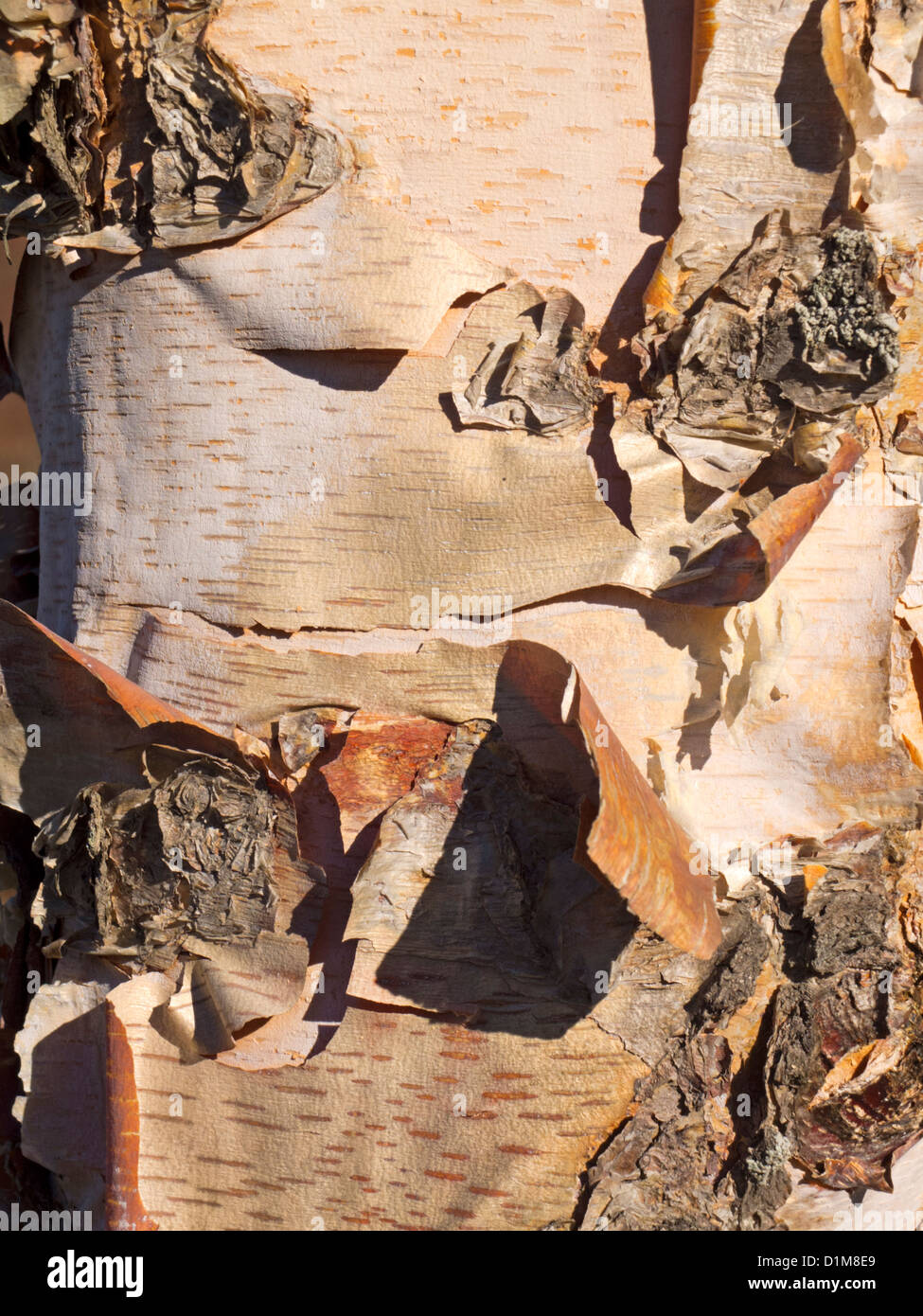 birch bark on a tree Stock Photo Alamy