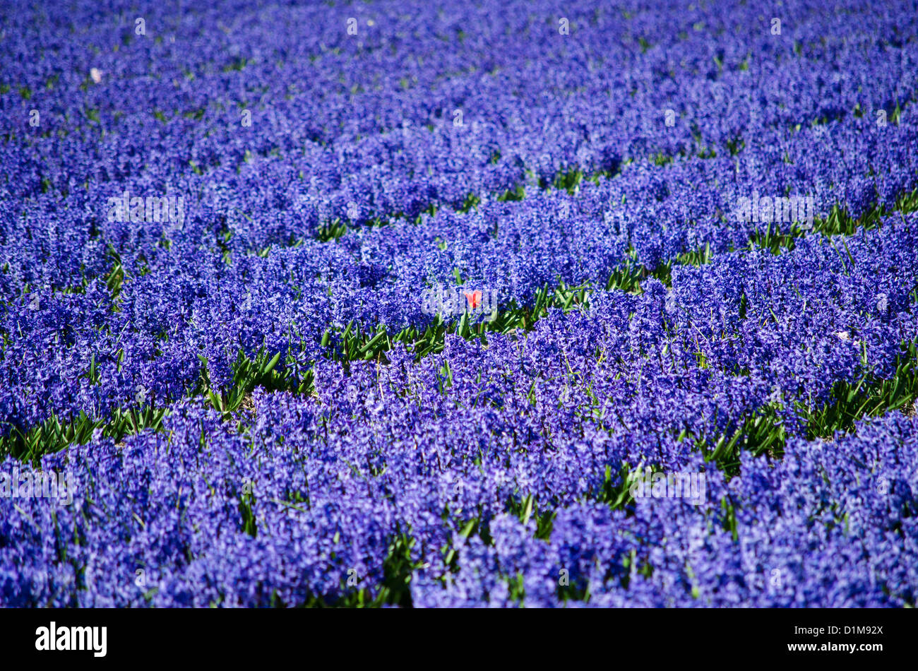 One different red tulip in a field of blue hyacinths in the flower bulb ...