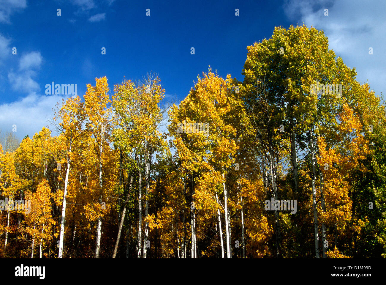 Aspen Trees in Fall Stock Photo Alamy