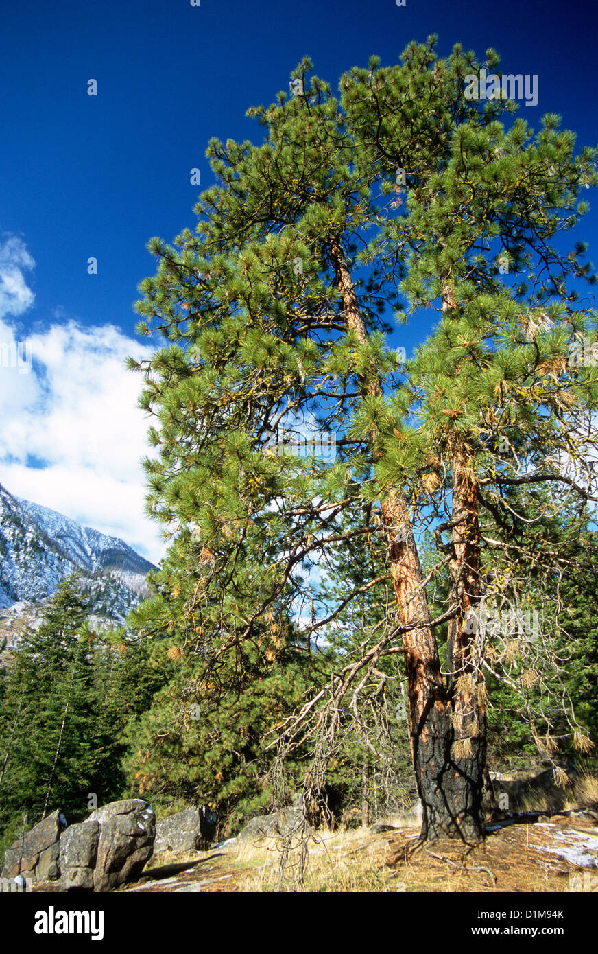 See Tree Tree in the wilderness hi-res stock photography and images - Alamy