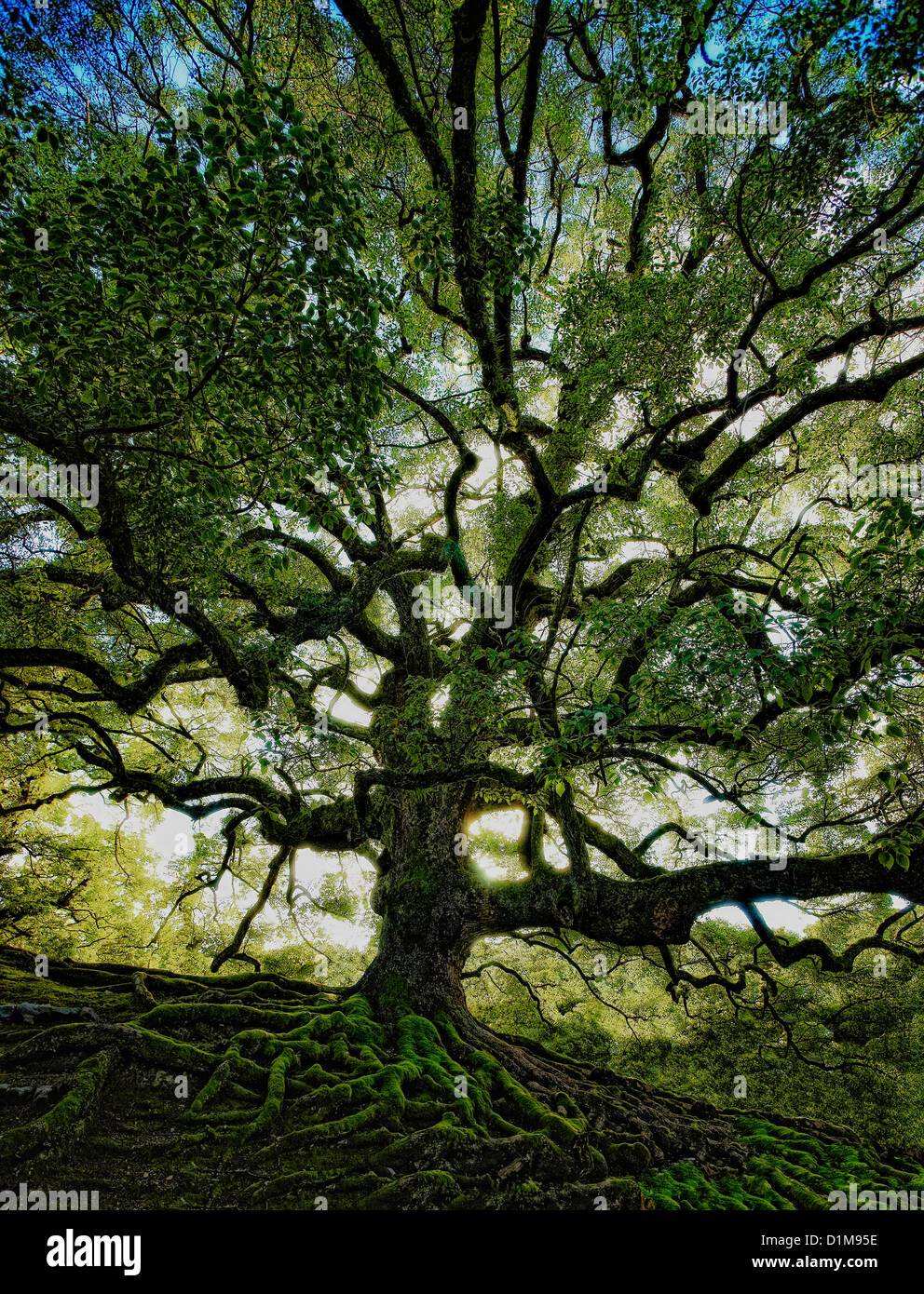Ancient tree Japan Stock Photo Alamy