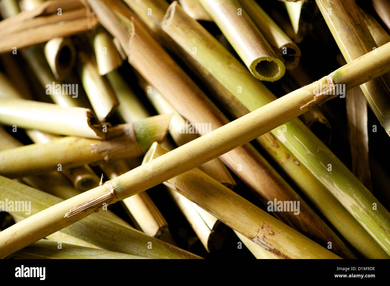 Cut river cane used in Catalonia, Spain for weaving matting which is sometimes used in ceilings, as well as for drying fruit Stock Photo