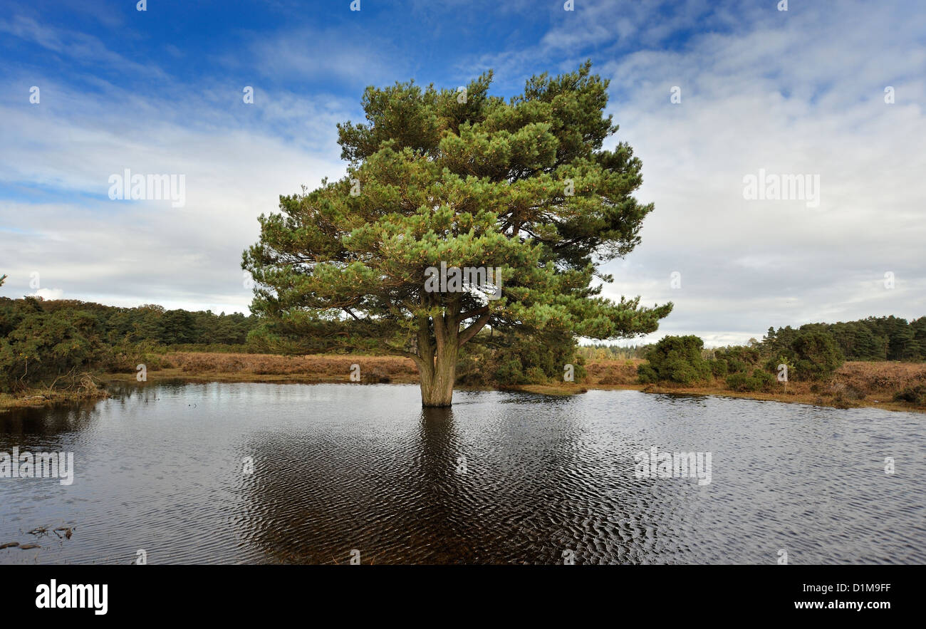 A tree stands alone on flooded moorland Stock Photo
