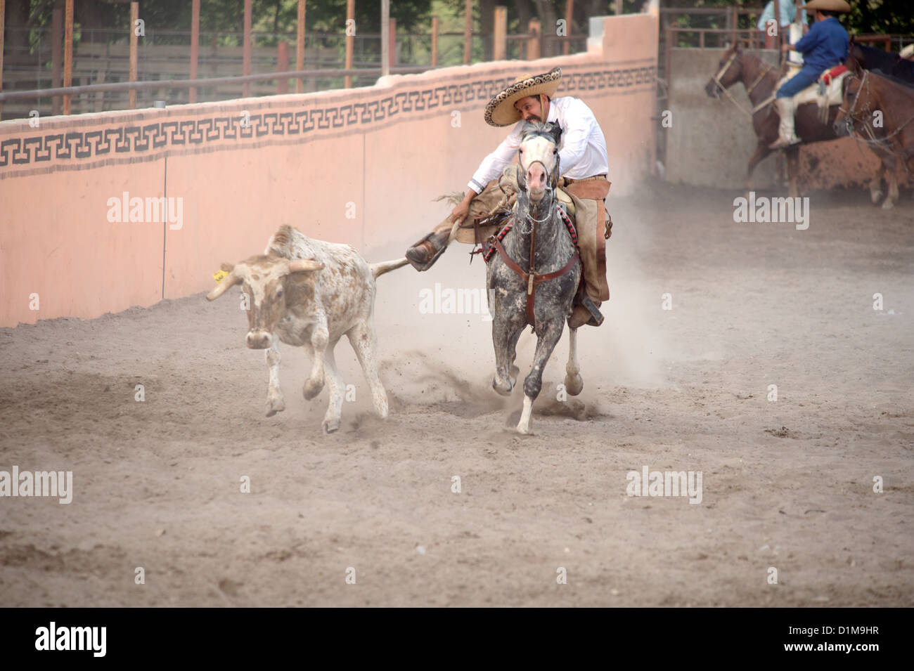 Mexican charros horseman wrestling bull, TX, US Stock Photo