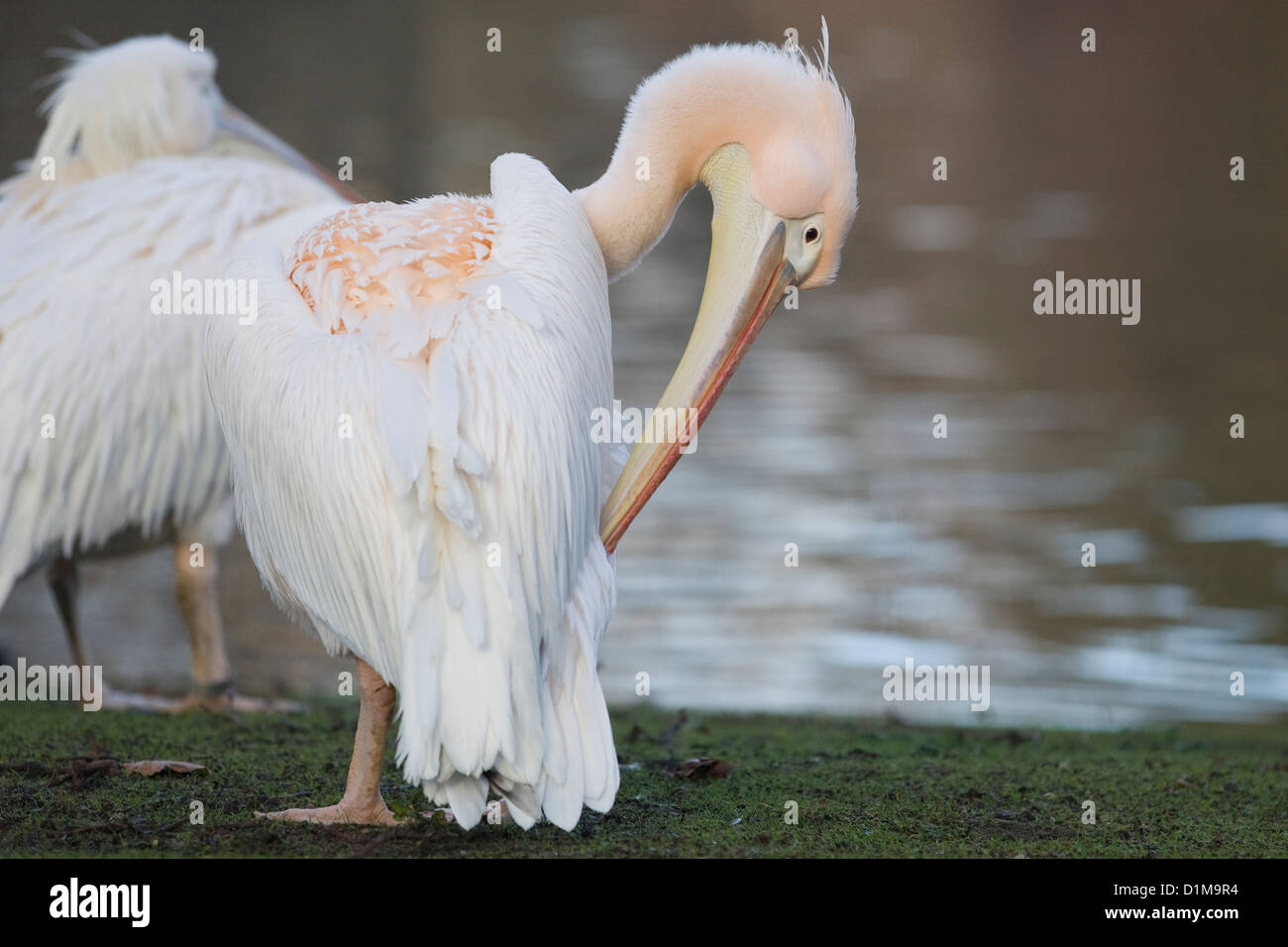 pelicans on the lake in London England Great White Pelican Pelecanus onocrotalus Stock Photo