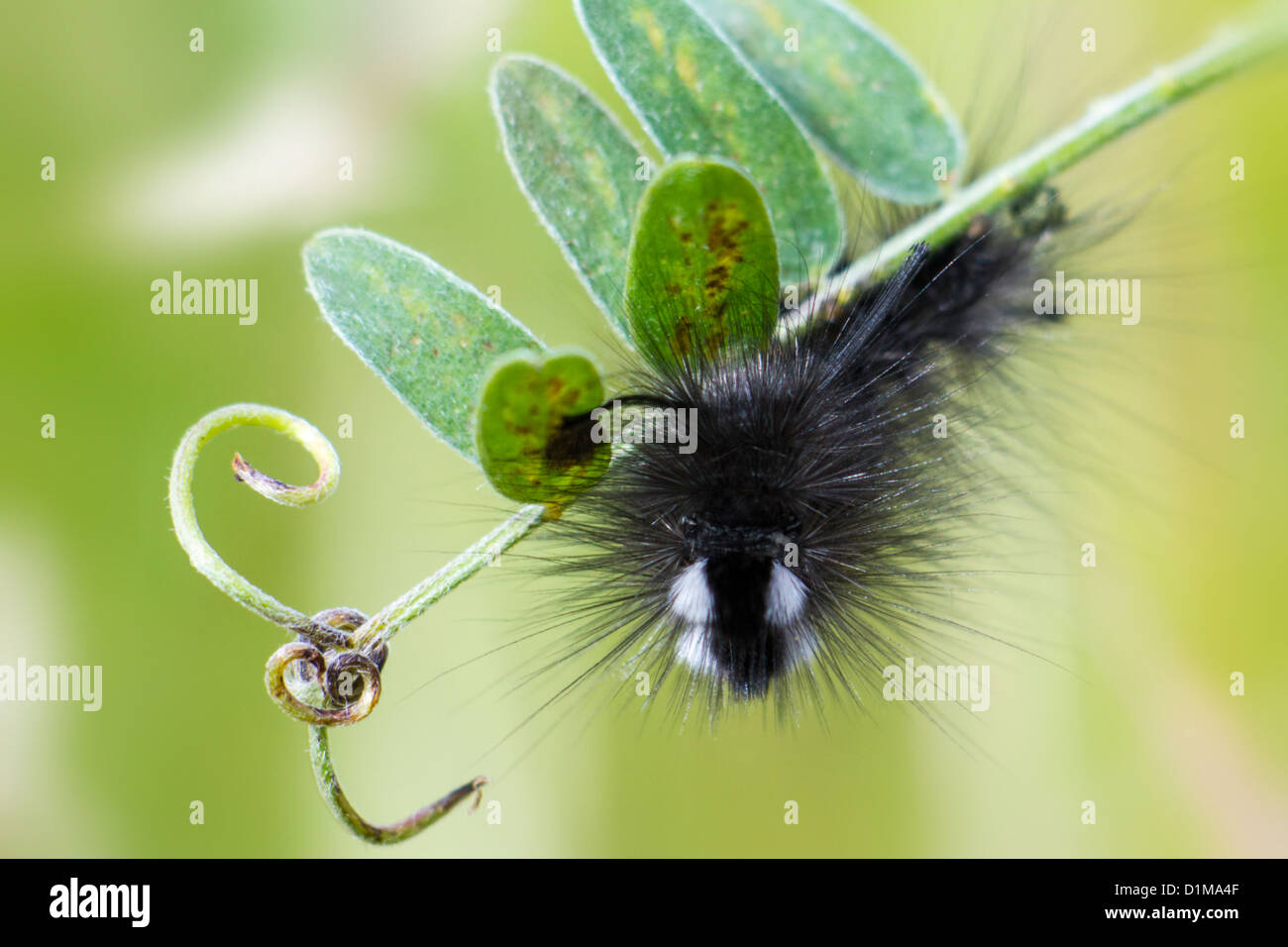 butterfly larva Stock Photo